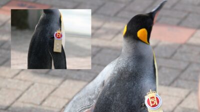 “¿Qué desea su majestad?”: Pingüino recibe título de alto rango en la Guardia Real de Noruega