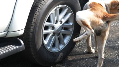 Por qué los perros orinan las llantas de los coches y como evitarlo