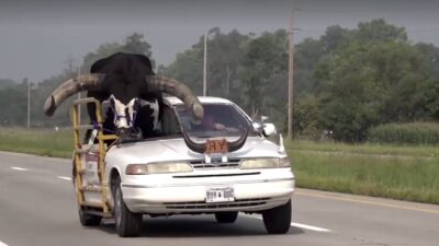 policia-detiene-un-carro-con-un-toro-gigante-en-el-asiento-delantero