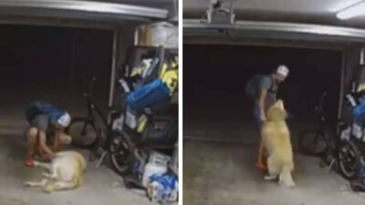 ladron-acaricia-a-un-perro-antes-de-robar-bicicleta-en-casa-de-san-diego