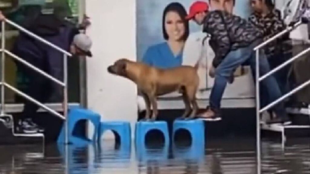 personas-ayudan-a-perrito-a-cruzar-con-bancos-en-medio-de-las-inundaciones