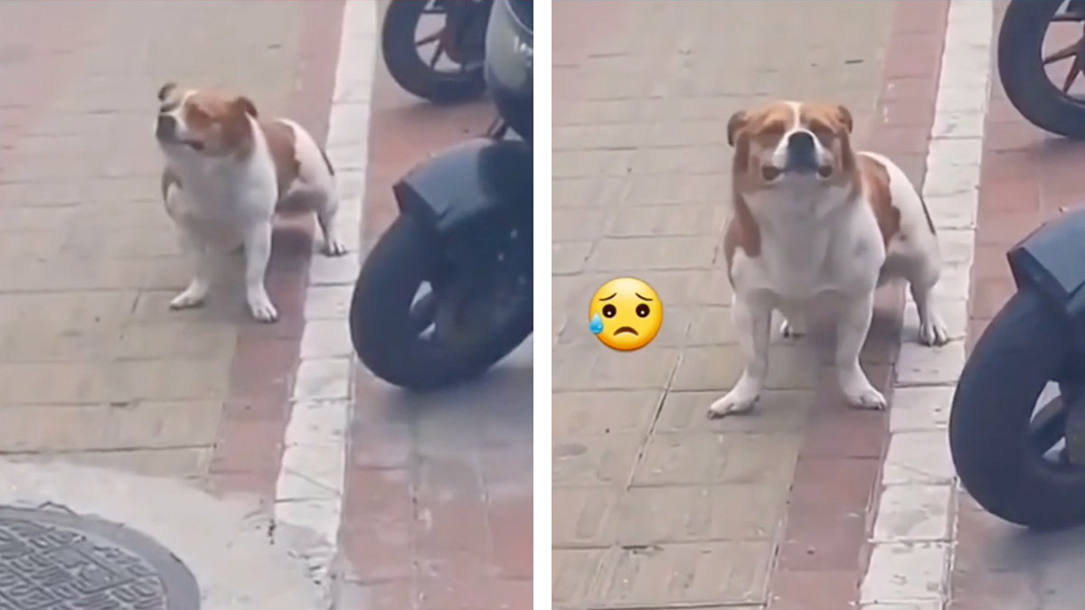 La reacción de un perrito al ser abandonado te romperá el corazón - UnoTV