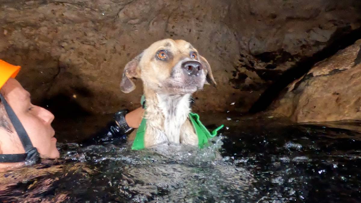 Buzos rescatan a “Shakira”, perrita que estuvo atrapada en un cenote por 4 días en Yucatán