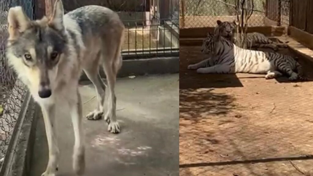 Sinaloa: Santuario de Big Boy rescata a 4 tigres y 7 lobos del Parque La Pastora