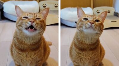 Un gato que canta