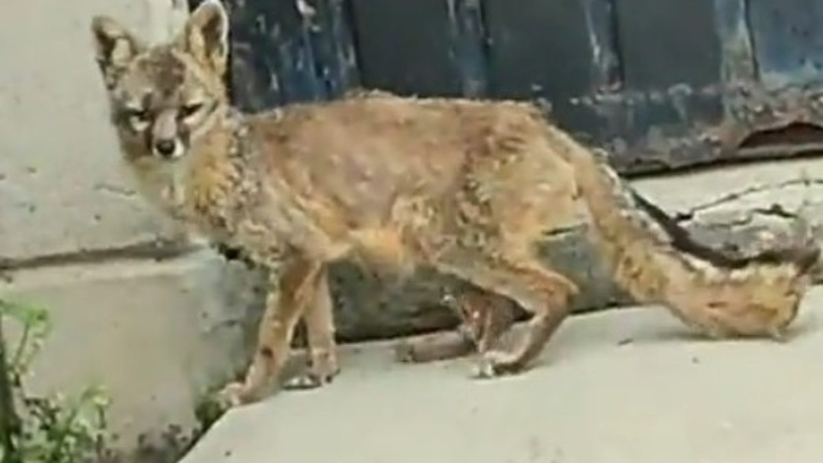 No sólo se rescatan “lomitos”: Encuentran a zorro deambulando en talleres del Metro Rosario