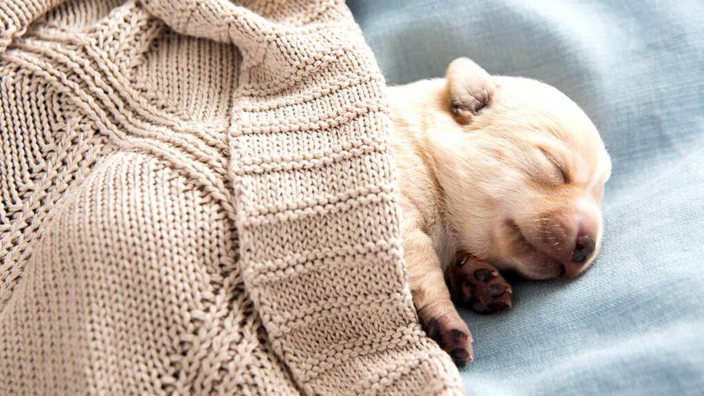 A los cuántos días abren los ojos los perros