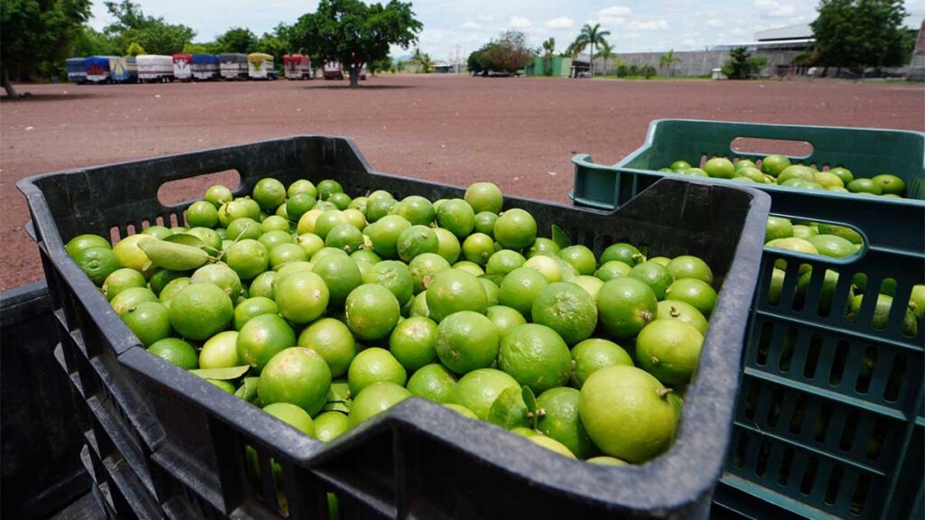 Producción limonera Apatzingán Michoacán