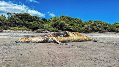 Encuentra muerta ballena jorobada de 15 metros en playa de El Salvador