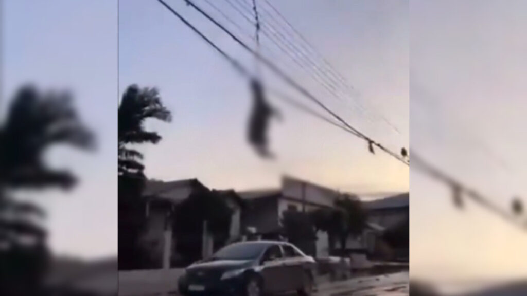 Oveja colgada en cableado eléctrico en Brasil