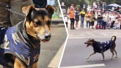 Perrito callejero visto en desfile del 16 de septiembre es adoptado