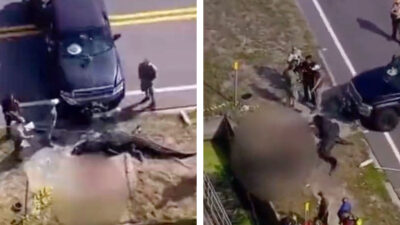 ¡Insólito! Un caimán de casi 4 metros es captado mientras carga el cuerpo de una persona en Florida