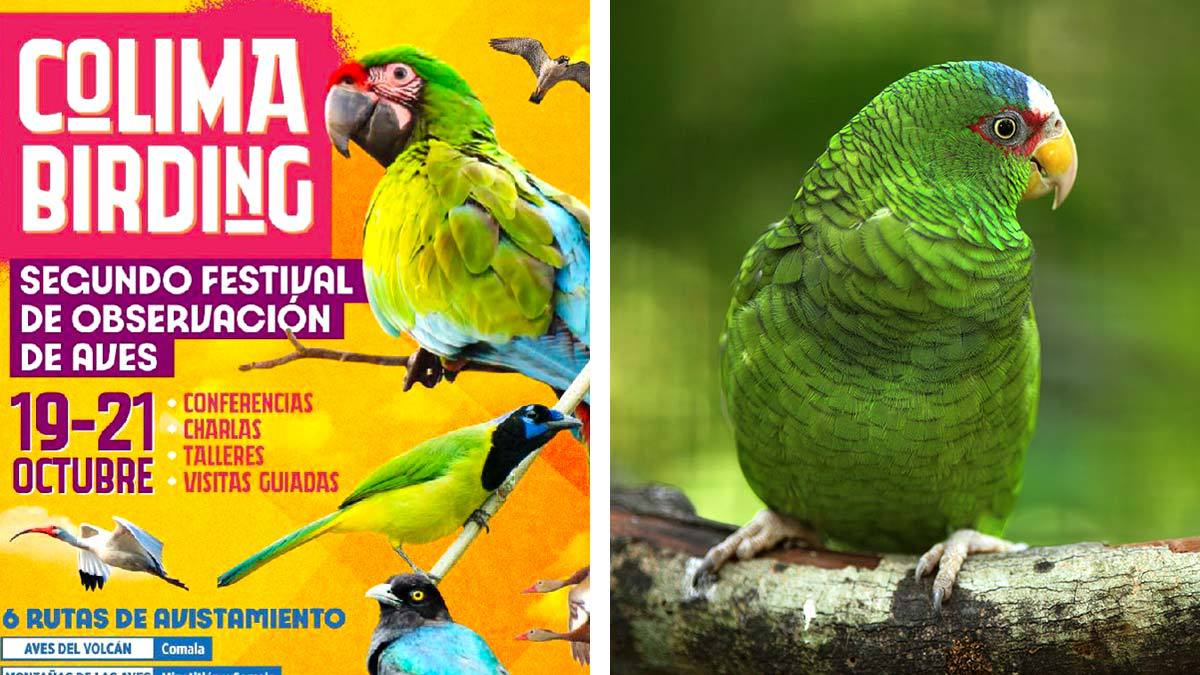 Colima Birding: un festival de observación de aves en México