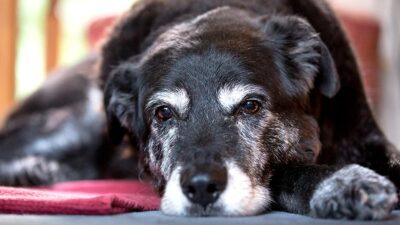 cómo detectar perro Alzheimer