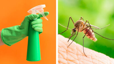 Cómo hacer repelente natural de mosquitos con romero