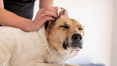 Cómo limpiarle las orejas a tu perro