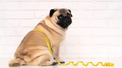 Cómo tratar obesidad en perros