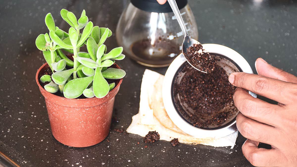 Cómo utilizar las sobras del café como abono para plantas
