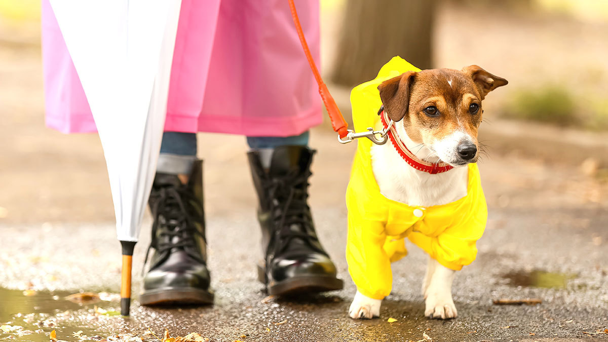 Consejos para pasear a tu perro con lluvia