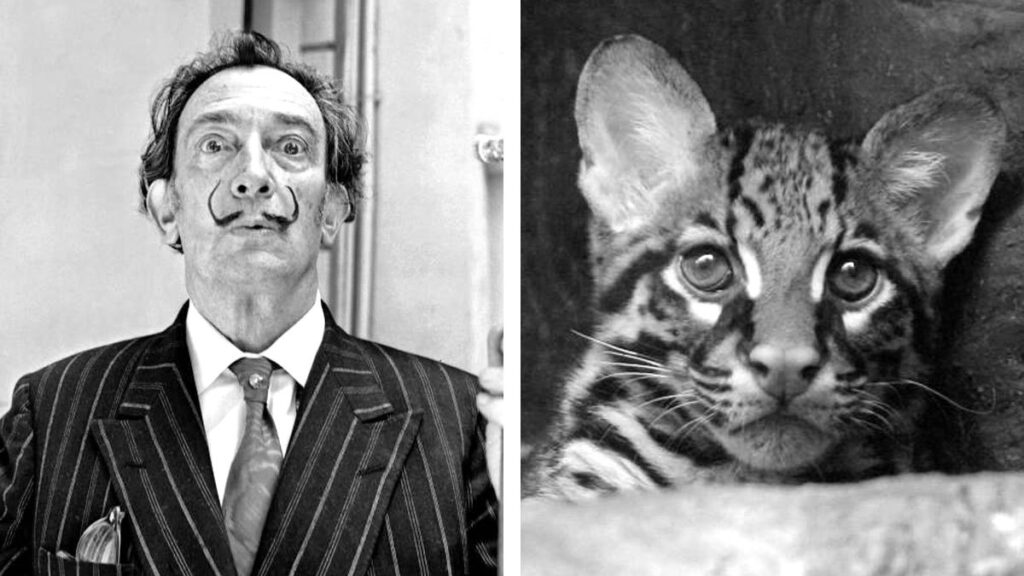 Papo, l’eccentrico gatto di Salvador Dalì;  Conosci la tua storia