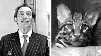 Babou, el excéntrico gato de Salvador Dalí; conoce su historia