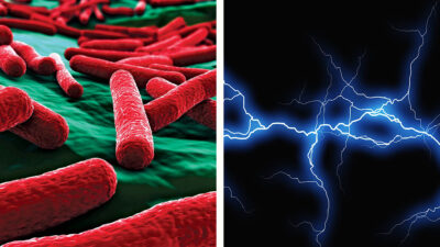 bacteria e coli