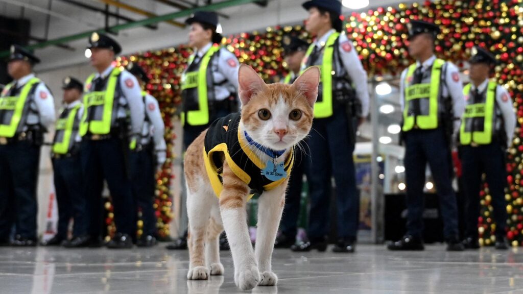 En Filipinas, guardias de seguridad adoptan gatos abandonados
