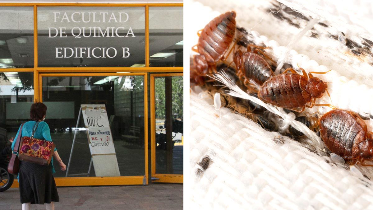¿Chinches en UNAM? Universidad aclara presunta existencia de estos insectos en instalaciones