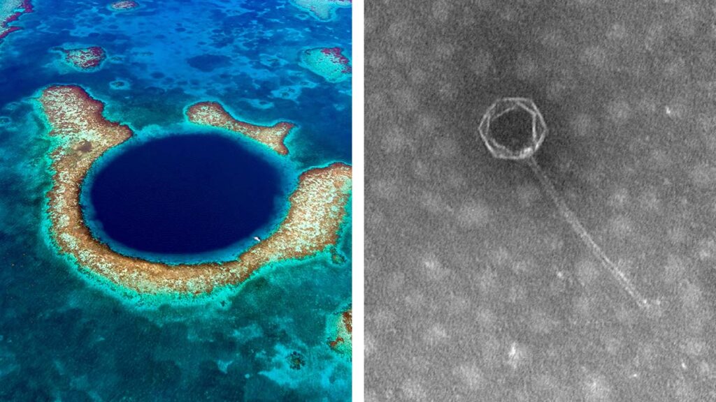 nuevo virus Fosa de las Marianas