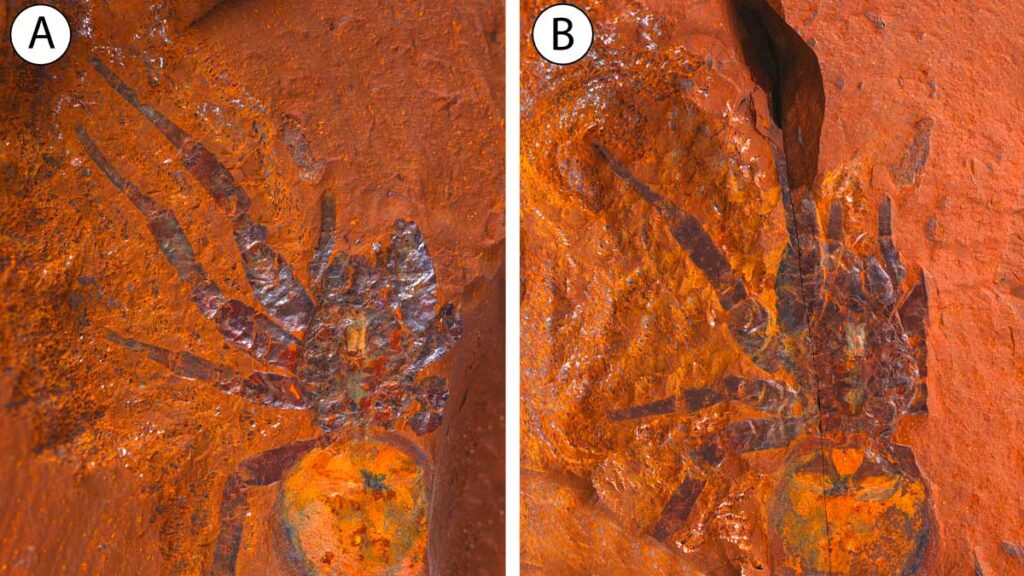 Fósil de araña gigante revela la existencia de estos aterradores animales en Australia hace 16 millones de años