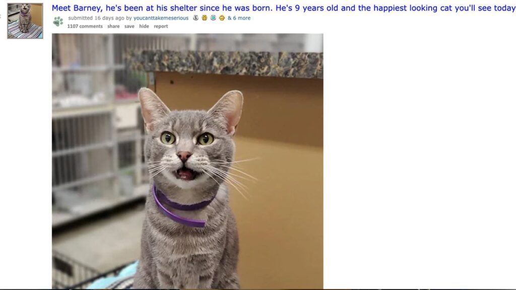 Este gatito vivió 9 años en un refugio y encontró una familia gracias a Reddit