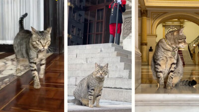 Panchito, el gato michinistro del Palacio de Gobierno de Perú