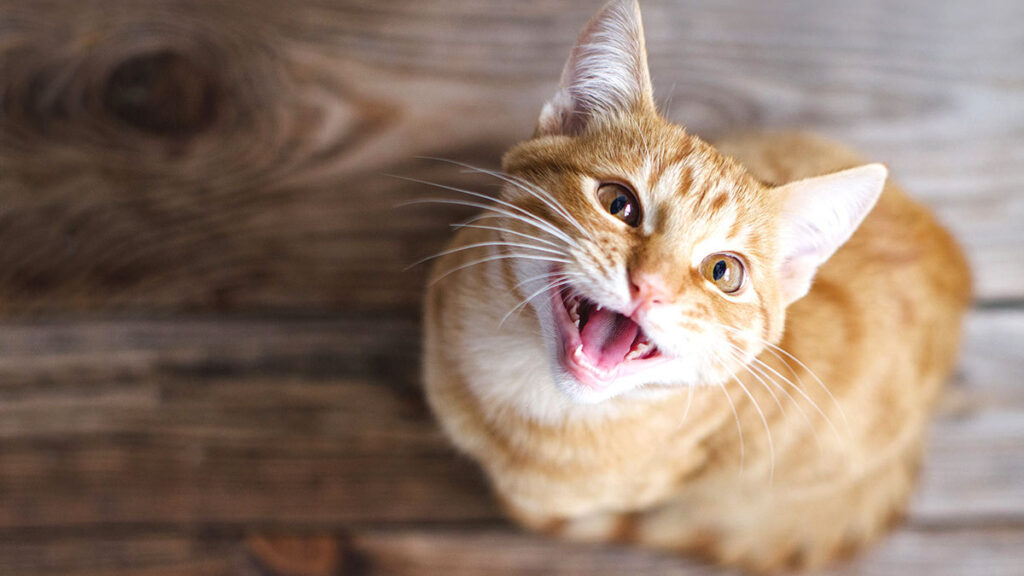 ¿Los gato manipulan con ronroneos? Esto dice la ciencia