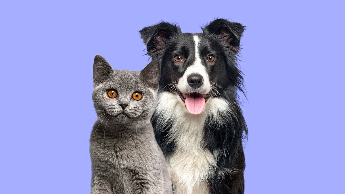 ¿Cómo cuidar la dieta y los dientes de los perros y gatos?