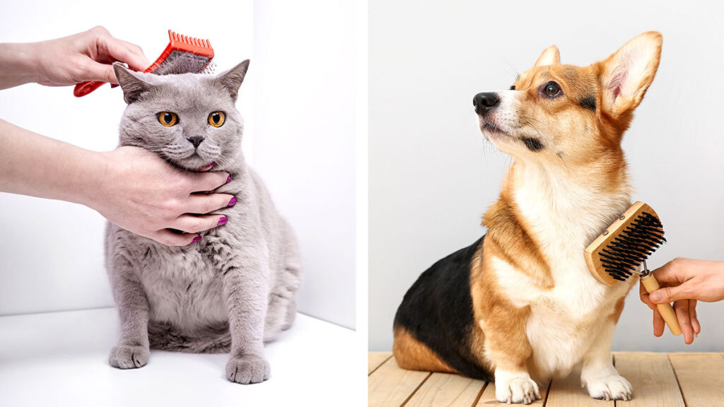 Mascotas: salud de piel, pelo y dientes depende de la alimentación