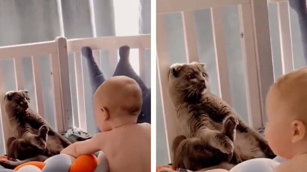 Gato se hace pasar por un peluche para no ser molestado por bebé