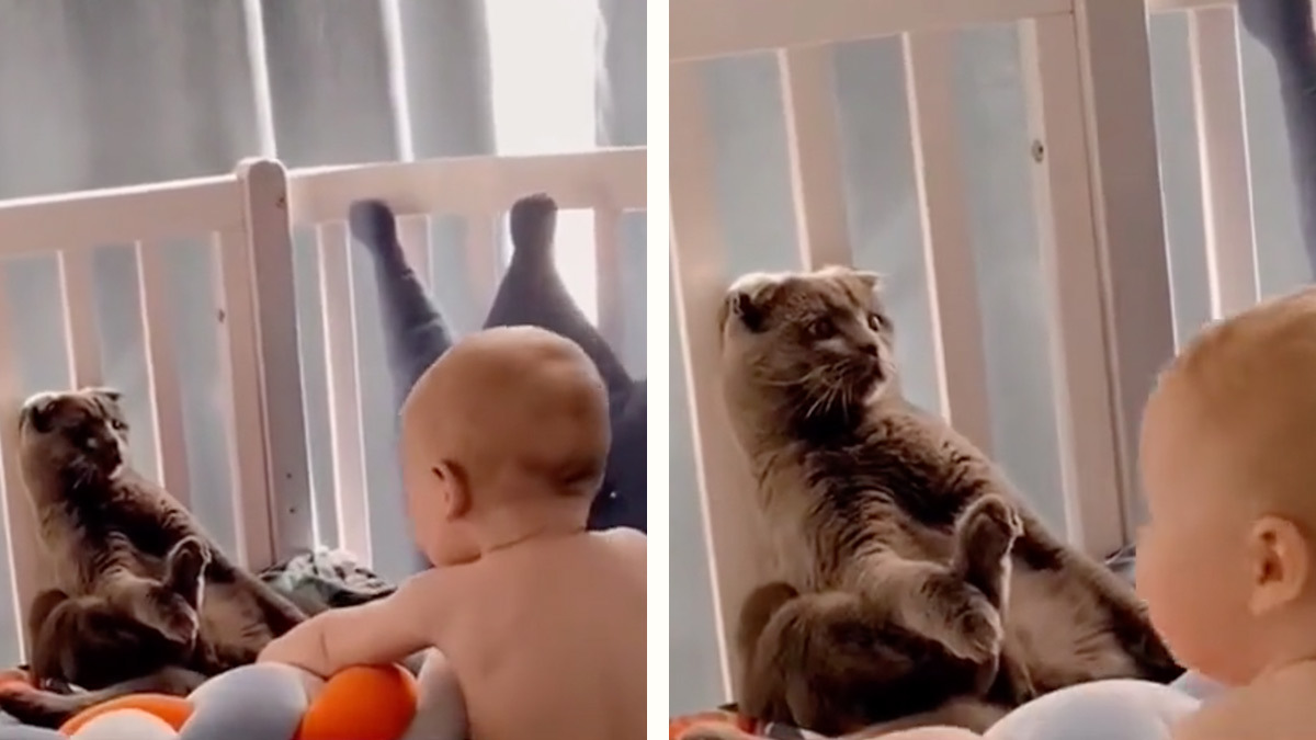 Si no me muevo, no me ve: Gato se hace pasar por peluche para no ser perturbado por un bebé