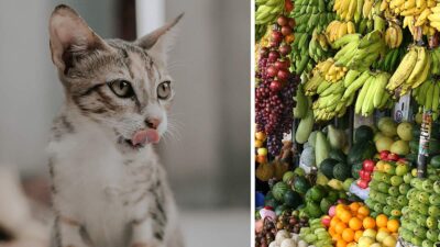 Gatos veganos tienen mejor salud, dice estudio