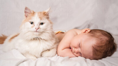 ¿Por qué hay gatos a los que les gusta cuidar a los bebés?