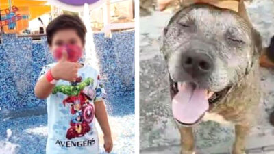 Jiutepec, Morelos: Gogo, perrito héroe que salvó al niño de ataque de pitbull