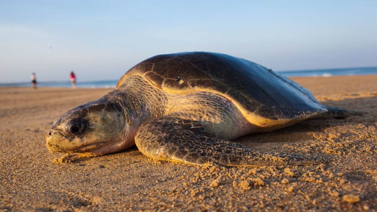 Tortuga marina más grande del mundo anida por primera vez en Quintana Roo