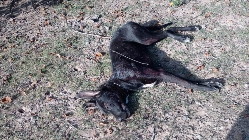 Matan A Perro En Santiago Cacaloxtepec