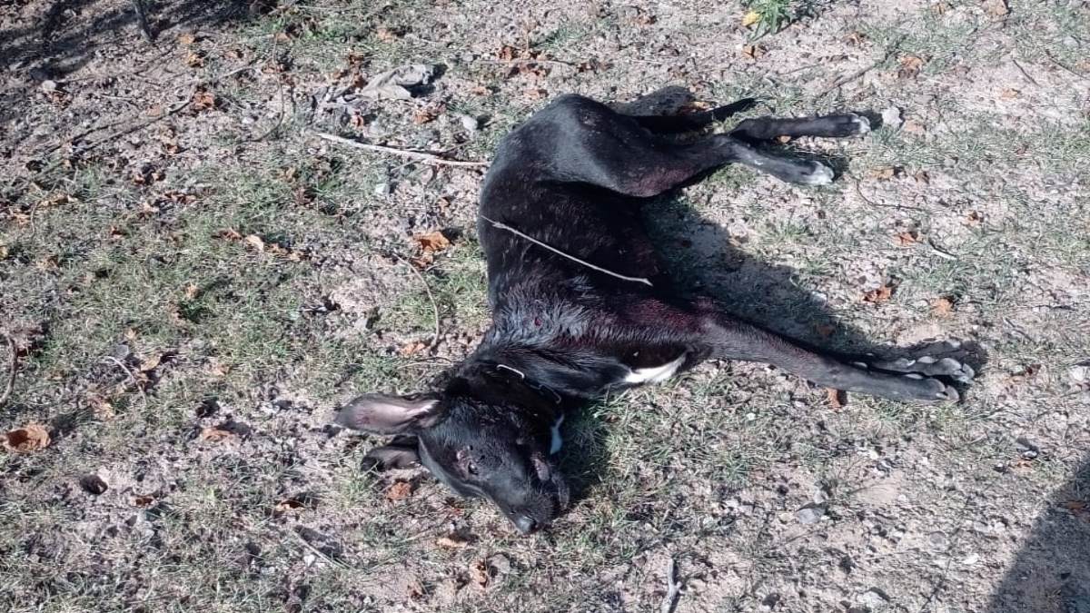 Indignación en Oaxaca: matan a perrito a balazos y pedradas en Santiago Cacaloxtepec