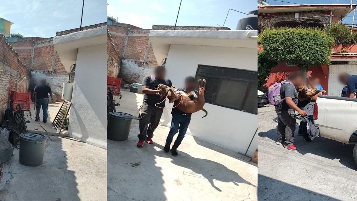 Fiscalía traslada a albergue a perro pitbull que atacó a niño en Morelos