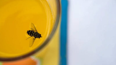 Si una mosca se posa en tu bebida, ¿deberías seguir bebiéndola?