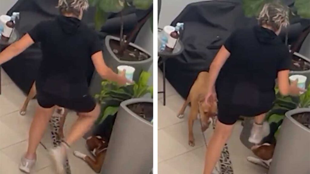 Mujer Pateando Perros