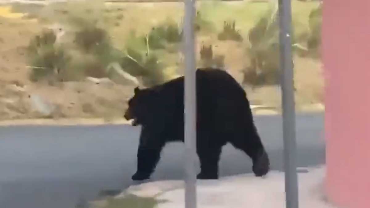 ¡Qué educado! Captan a oso negro cruzando la calle por la esquina en Monterrey