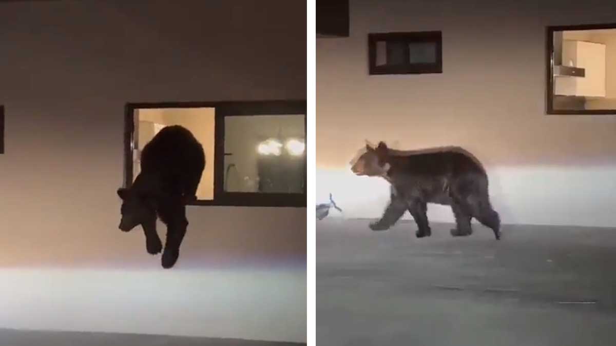 ¡Se metió hasta la cocina! Captan a oso negro saliendo por la ventana de una casa en Nuevo León