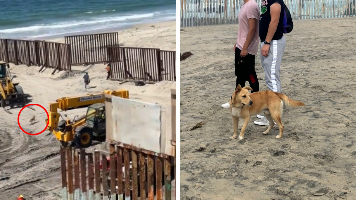 ¿Lo deportaron? “Oso”, perrito que cruzó con migrantes a EU, regresó a Tijuana; ve su historia