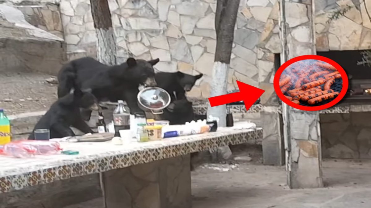 Familia de osos interrumpe carnita asada en Coahuila y se lleva la olla de salchichas